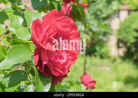 fleurs roses en plein jour Banque D'Images