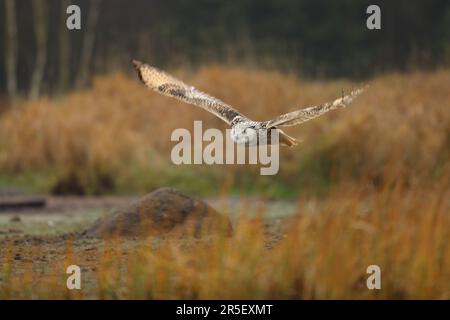 Scène d'automne avec hibou. Grand hibou de l'aigle de Sibérie orientale, Bubo bubo sibiricus, voler à travers le paysage d'automne, Russie. Banque D'Images