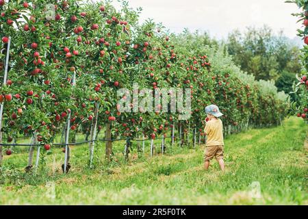 Joyeux petit garçon récolte des pommes dans un verger de fruits, nourriture biologique pour les enfants, portant un chapeau avec drapeau suisse Banque D'Images