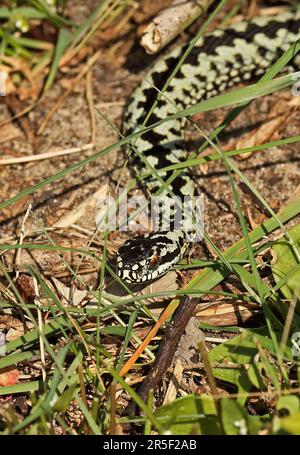 Common European Adder (Vipera berus) adult male freshly emerged from hibernation  Eccles-on-sea, Norfolk        March Stock Photo