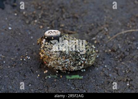 Poronia erici champignon poussant sur l'abandon de lapin Norfolk Banque D'Images