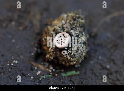 Poronia erici champignon poussant sur l'abandon de lapin Norfolk Banque D'Images