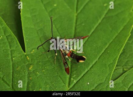 Eccles-on-Sea (Synanthedon formicaeformis) adulte qui se repose sur des feuilles Eccles-on-Sea, Norfolk Mai Banque D'Images