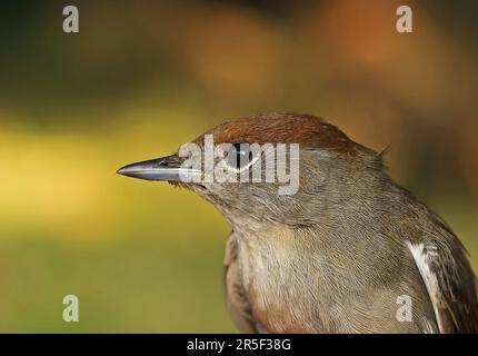 Blackcap (Sylvia atricapilla) gros plan de la première tête de femelle d'hiver Eccles-on-Sea, Norfolk Septembre Banque D'Images