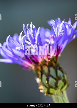 La tête de fleur d'un magnifique Cornflower de montagne (Centaurea cyanus) Banque D'Images