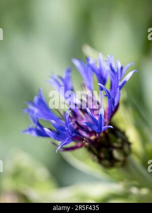 La tête de fleur d'un magnifique Cornflower de montagne (Centaurea cyanus) Banque D'Images