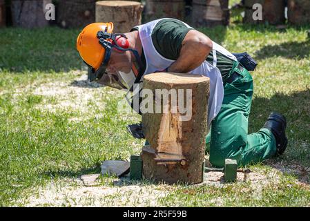 Vinkovci, Hrvatska. 03rd juin 2023. Les journées de la foresterie croate et la compétition nationale de coupe du bois de 13th ont eu lieu cette année dans la plus ancienne ville de Croatie et d'Europe - Vinkovci sur 03. Juin 2023. La concurrence des travailleurs forestiers a lieu conformément aux dispositions strictement prescrites de l'Ordonnance sur la concurrence d'État des travailleurs forestiers et des Bûcherons, harmonisée avec le Règlement de l'organisation internationale qui organise le Championnat mondial des travailleurs forestiers-Bûcherons. Photo: Davor Javorovic/PIXSELL crédit: Pixsell/Alay Live News Banque D'Images