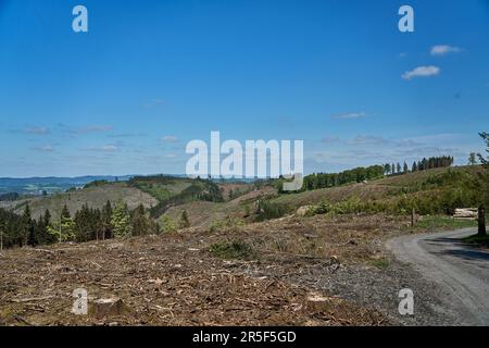 Forte déforestation après une longue sécheresse et des dommages causés par une grande population de coléoptères de l'écorce, causant de grandes pertes pour l'industrie forestière dans le Rot Banque D'Images