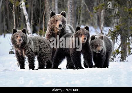 Au printemps, vous pouvez porter votre famille sur la neige Banque D'Images