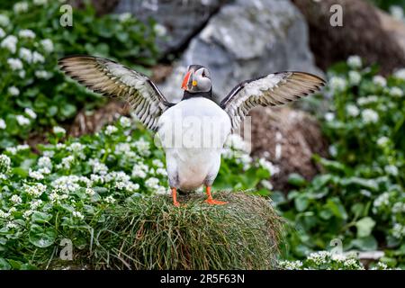 Puffin effectue des vérifications avant le vol Banque D'Images