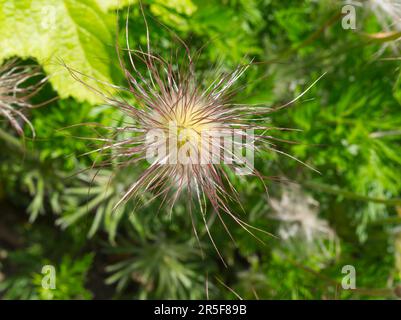 Pasque flower seedhead Banque D'Images