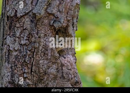 Le chipmunk de l'est (Tamias striatus) sur un pré. Le chipmunk de l'est est une espèce de chipmunk que l'on trouve dans l'est de l'Amérique du Nord Banque D'Images