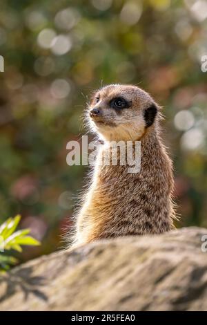 Meercat - Suricata suricata, petits carnivores populaires des savanes africaines, Namibie. Banque D'Images