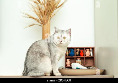 Magnifique chat britannique couleur chinchilla argent à la maison. Détails intérieurs de la chambre. Banque D'Images