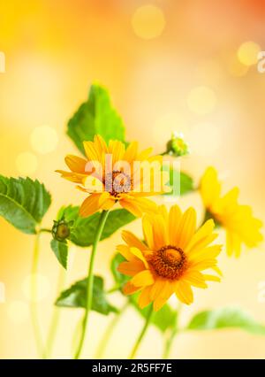 Magnifiques fleurs jaunes sur fond flou avec bokeh et espace de copie. Automne ou été festive fond naturel. Banque D'Images