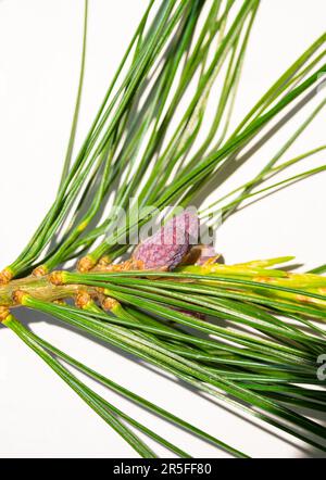 Image détaillée des longues aiguilles et des petits cônes en croissance d'un pin de l'Himalaya (Pinus wallichiana) Banque D'Images