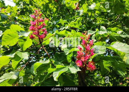 Fleurs de couleur rouge à violette et feuilles vertes fraîches d'un châtaignier (Aesculus hippocastanum). Banque D'Images