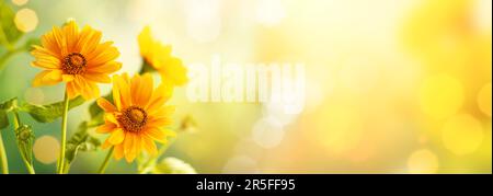 Magnifiques fleurs jaunes sur fond flou avec bokeh et espace de copie. Automne ou été festive fond naturel. Banque D'Images