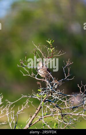 Toxostoma rufum, thrasher brun, perchée au soleil du soir Banque D'Images