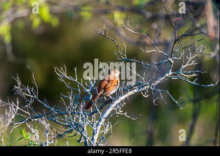 Toxostoma rufum, thrasher brun, perchée au soleil du soir Banque D'Images