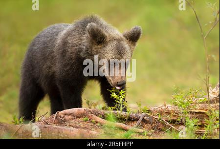 Gros plan d'un mignon ourson brun eurasien manger des bleuets dans une forêt, Finlande. Banque D'Images