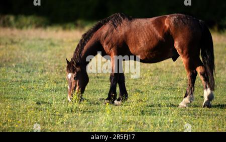 Un cheval brun foncé paître de l'herbe verte en été, au Royaume-Uni. Banque D'Images