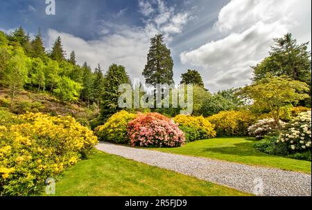 Attadale Gardens Wester Ross Scotland les jardins au printemps un chemin bordé de fleurs jaunes d'azalea et de fleurs roses et orange de Rhododendron Banque D'Images