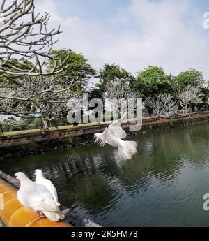 Hue, Vietnam. 03rd mars 2023. Les pigeons blancs volent près d'un étang dans la Citadelle de Hue. La Citadelle de hue était l'ancienne résidence des empereurs de la dynastie Nguyen vietnamienne dans la capitale à cette époque. La citadelle contient un palais impérial inspiré de la Cité interdite de Pékin et est aujourd'hui un site classé au patrimoine mondial de l'UNESCO. Crédit : Alexandra Schuler/dpa/Alay Live News Banque D'Images