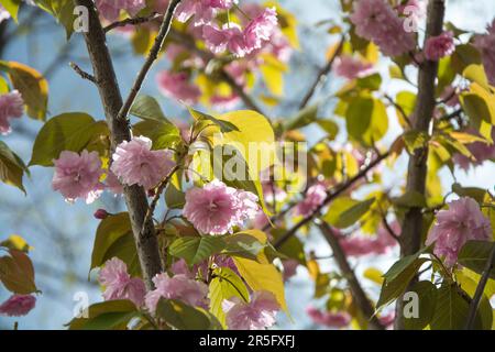 Gros plan d'une branche de cerise japonaise (Prunus Kanzan) lors d'une journée ensoleillée au printemps avec beaucoup de belles fleurs roses. Image horizontale avec sélection Banque D'Images