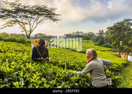 Tôt le matin, Angela Berg se joint à un cueilleur de thé pour ramasser des feuilles dans un champ de la plantation Satemwa près de Thyolo, au Malawi. Les hôtes de Huntingdon House peuvent observer de près la récolte du thé ici ; la plantation est la dernière ferme de thé familiale du Malawi. Banque D'Images