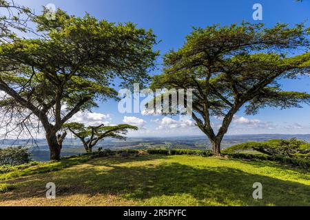 Vue de la montagne Thyolo, 1 460 m au-dessus des Highlands Shire avec Satemwa Estate. La plantation couvre environ 900 hectares de thé et 50 hectares de champs de café. Plantation de thé et de café Satemwa près de Thyolo, Malawi Banque D'Images