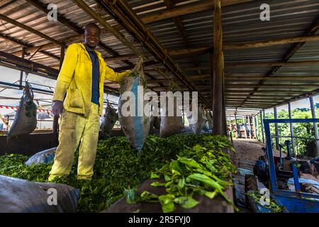 Le premier séchage des feuilles de thé commence dans l’usine de la plantation Satemwa près de Thyolo, au Malawi, alors qu’un travailleur vêtu de vêtements de protection jaunes vide un sac de feuilles fraîchement récoltées. Les plus vieux plants de thé de la plantation datent de 1926. Banque D'Images