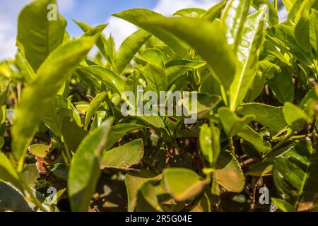 Gros plan sur les feuilles de thé Camelia sinensis var sinensi. Un buisson de thé a besoin de 10 ans avant qu'il puisse être récolté. Plantation de thé et de café Satemwa près de Thyolo, Malawi Banque D'Images