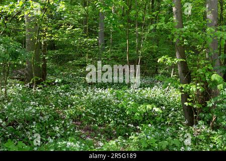 Un tapis d'ail sauvage fleuri pousse sous les arbres de la forêt. Banque D'Images