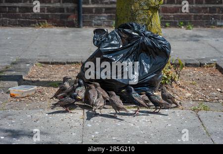 Common Starling, Sturnus vulgaris, récupération des oiseaux adultes et juvéniles pour la nourriture des ordures de rue, Londres, Royaume-Uni Banque D'Images