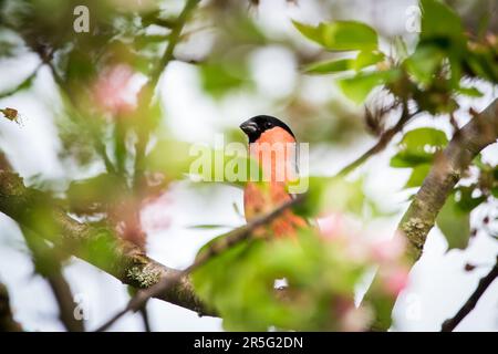 Mâle du bullfinch de l'Eurasie du Nord (Pyrrhula pyrrhula) Banque D'Images