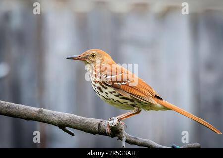 Thrasher brun (Toxostoma rufum) perché sur une branche Banque D'Images