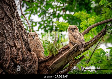 La grande chouette à cornes (Bubo virginianus) poussins dans le nid Banque D'Images