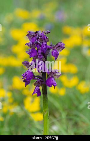 L'orchidée à ailes vertes (Anacamptis morio) fleurit dans un pré de fleurs sauvages, en Italie centrale, en Europe, en mai Banque D'Images