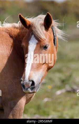 Photo d'un poney New Forest marron avec une bande blanche sur le nez Banque D'Images