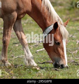 Tête de lit d'un poney brun de la Nouvelle forêt avec une bande blanche sur le nez, paître sur l'herbe Banque D'Images