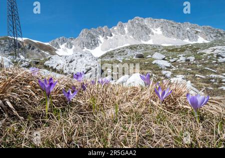 Fleurs de crocus sauvages (crocodiles de printemps) croissant dans un magnifique paysage naturel dans la région alpine dans les montagnes Apennine Abruzzes en Italie, Europe Banque D'Images