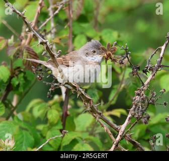 Un Whitethroat commun apportant de la nourriture à sa fermeture par emplacement de nid Banque D'Images
