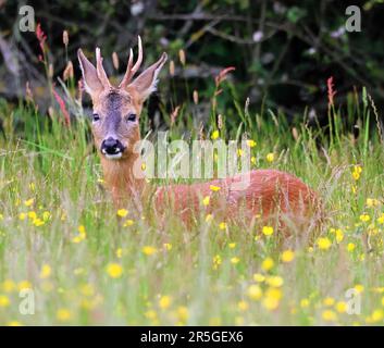 Roe Deer buck dans un pré rempli de tasses de beurre Banque D'Images