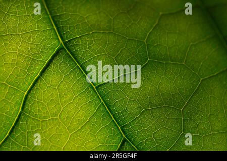 texture de la feuille verte éclairée par la lumière du soleil Banque D'Images