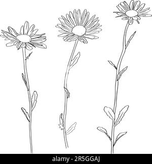 Camomille fleur bio . style linéaire tendance. Logo vectoriel Emblem de camomille médicale peut être utilisé modèle pour emballer le thé , cosmétiques Illustration de Vecteur