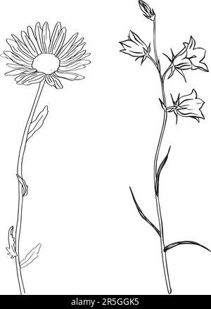 Camomille à base de plantes. Fleurs Bluebell. Esquisse. Illustration vectorielle vectorisée à la main, isolée. Arrière-plan blanc. Peut être utilisé modèle pour Illustration de Vecteur