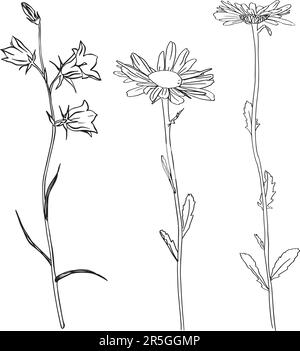 Camomille à base de plantes. Fleurs Bluebell. Esquisse. Illustration vectorielle vectorisée à la main, isolée. Arrière-plan blanc. Peut être utilisé modèle pour Illustration de Vecteur