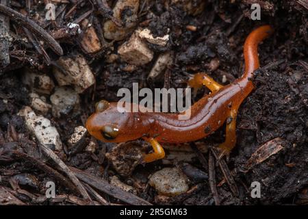 Ensatina à yeux jaunes, Ensatina eschscholtzii xanthoptica, de Santa Cruz, Californie. Une salamandre juvénile orange. Banque D'Images