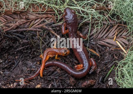 Ensatina à yeux jaunes, Ensatina eschscholtzii xanthoptica, de Santa Cruz, Californie. Une salamandre adulte et juvénile à côté l'un de l'autre. Banque D'Images